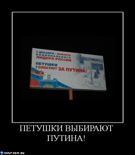 Петушки выбирают Путина!